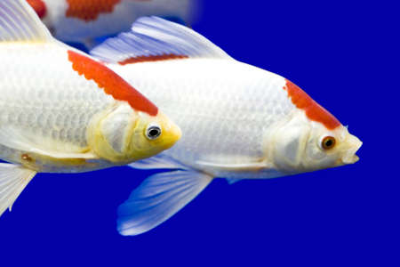 Big colorful Koi carp in a aquariumの写真素材