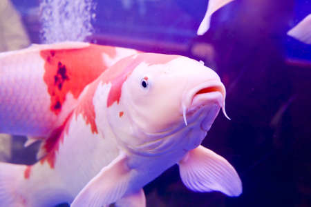 Big colorful Koi carp in a aquariumの写真素材