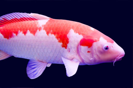 Big colorful Koi carp in a aquariumの写真素材