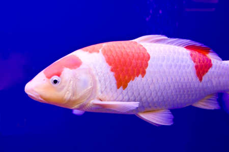 Big colorful Koi carp in a aquariumの写真素材