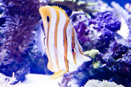 Close up colorful tropical fish in a aquariumの写真素材