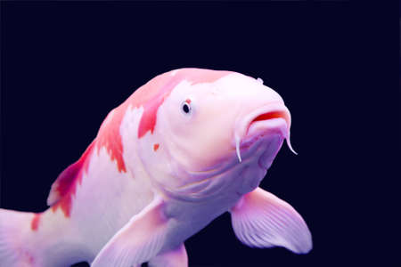 Big colorful Koi carp in a aquariumの写真素材