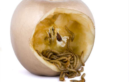 golden apple and worm on white background