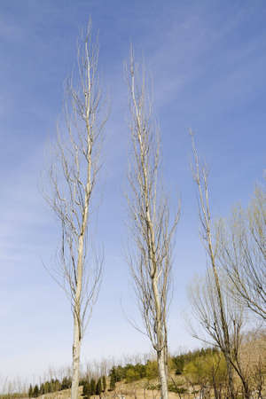 Winter tree with a blue sky backgroundの写真素材