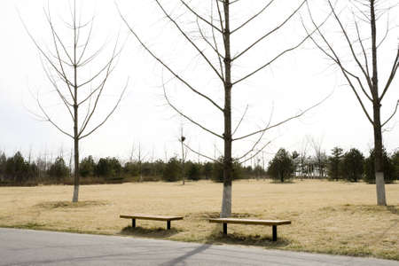 Winter tree in the park roadsideの写真素材