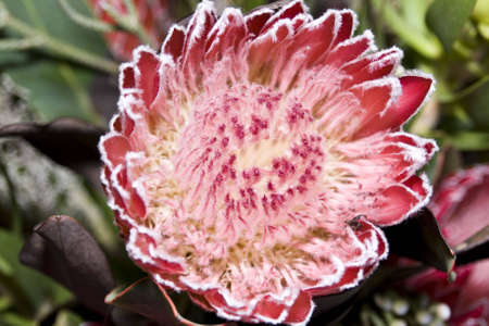 Background of Beautiful blooming flowers,protea