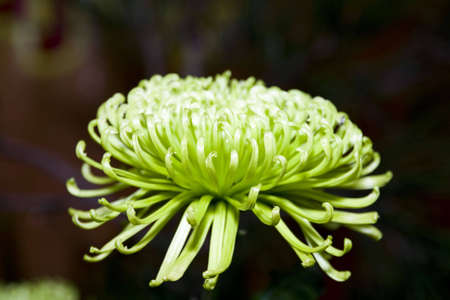 Background of Beautiful blooming green chrysanthemumの写真素材