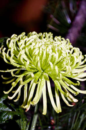 Background of Beautiful blooming green chrysanthemumの写真素材
