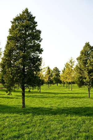 Calm beautiful lawn with trees in parkの写真素材
