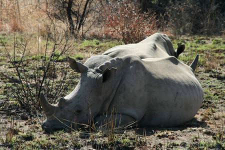Rhinoceros in the South African safari park の写真素材