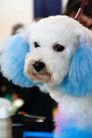 A closeup poodle with multi-blue hair の写真素材