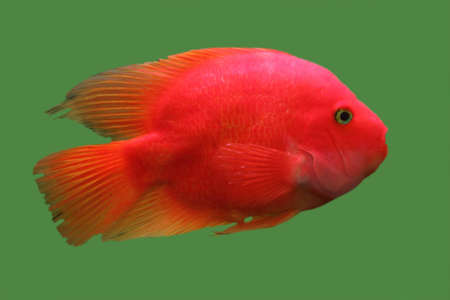 colorful goldfish in a aquariumの写真素材