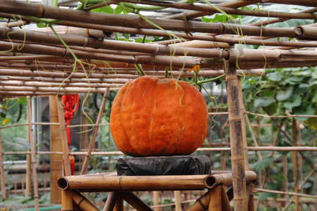 ripe pumpkins no bamboo trellis .の写真素材