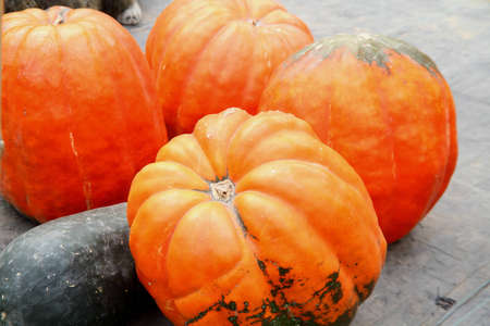 ripe pumpkins growing in field . 