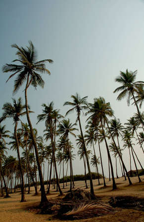 goa india coconut palm street plant nature tree green beauty spring landscape forest summer woods environment gardening sky relaxation idyllic beautiful blue non-urban rural sunlight climate goodness ecological natural tropical skies cloudy dream beach paの写真素材
