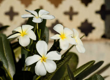 Flowerの写真素材