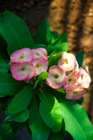 Flowerの写真素材