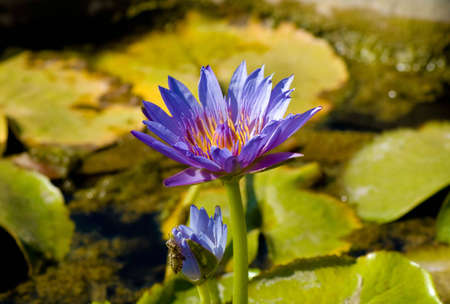 water flowerの写真素材