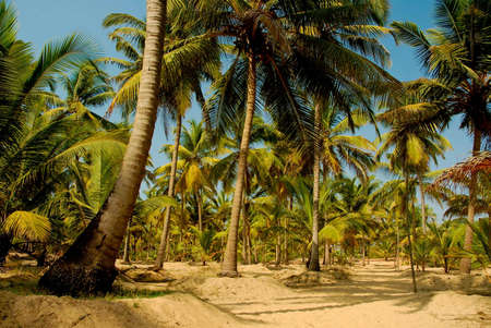 coconutの写真素材