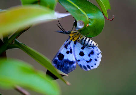 butterflyの写真素材