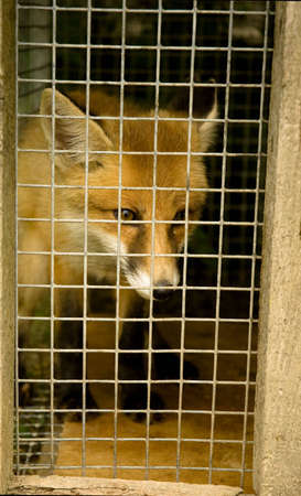 fox