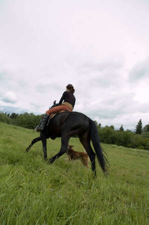 horseの写真素材