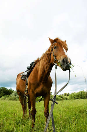 horseの写真素材