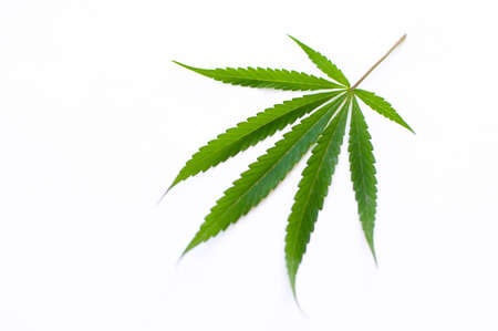 Cannabisの写真素材