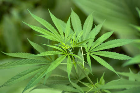 Cannabisの写真素材