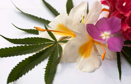 Cannabisの写真素材