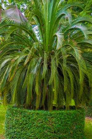 Exotic botanical garden in the North of  Thailandの写真素材