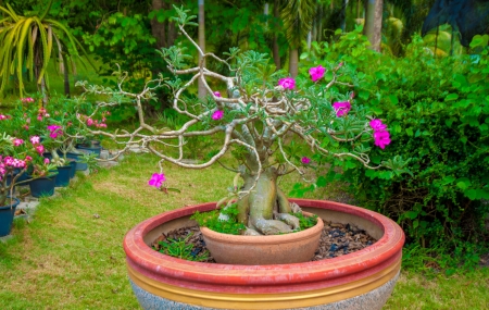 Exotic botanical garden in the North of  Thailandの写真素材