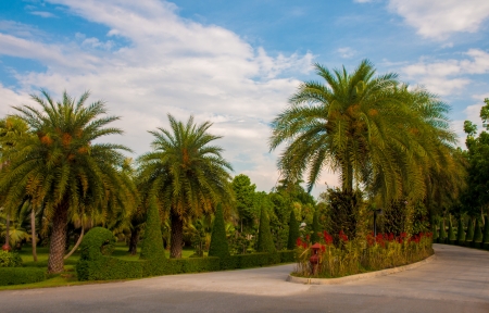 Exotic botanical garden in the North of  Thailandの写真素材