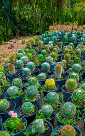 Exotic botanical garden in the North of  Thailandの写真素材