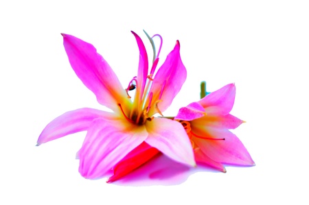 Pinkの写真素材
