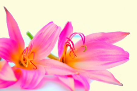 Pinkの写真素材
