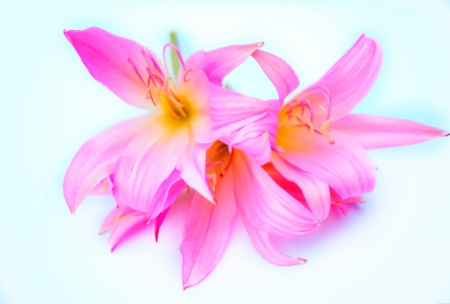 Pinkの写真素材
