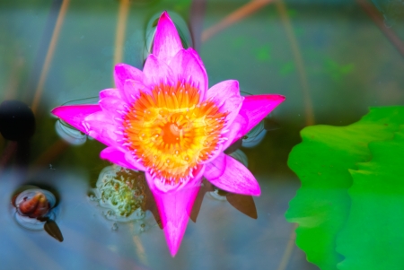 Thailand Botanical Gardenの写真素材