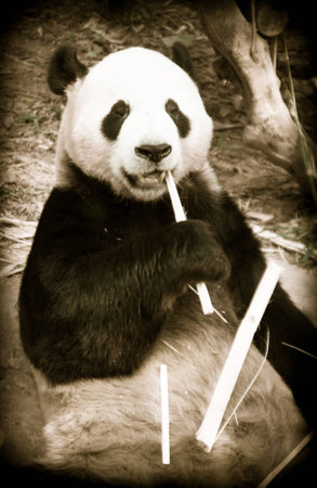 China Guangzhou Zooの写真素材