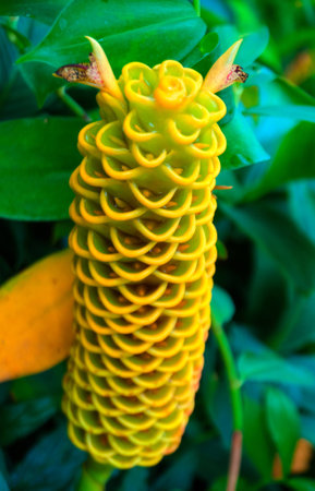 Thailand Botanical Garden