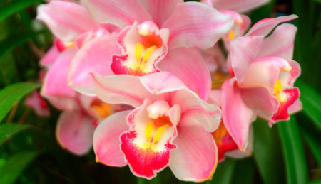 Orchidsの写真素材
