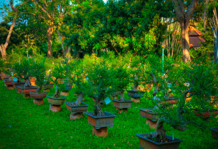 Bonsaiの写真素材