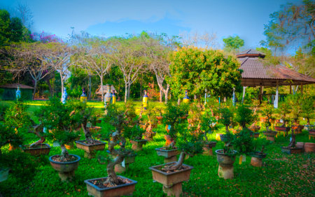 Bonsaiの写真素材