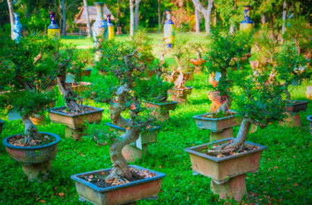 Bonsaiの写真素材