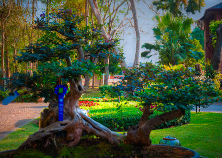 Bonsaiの写真素材