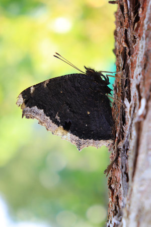 photo of a butterfly with folded wings on a treeの写真素材