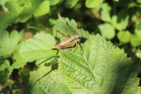 photo of a grasshopper in foliageの写真素材