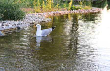 photo of a seagull swimming in a pond in a park in Istanbul in summerの写真素材