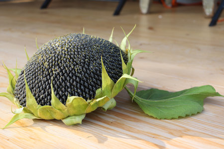 photo of a cut sunflower with ripe seeds on the porchの写真素材