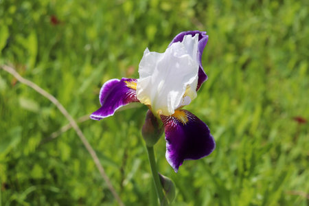 photo of a white-purple iris flower close-up